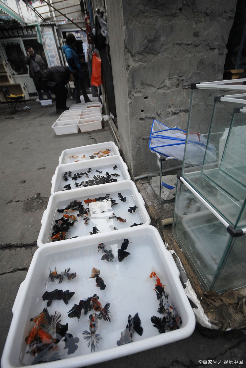 花地湾花鸟鱼虫市场搬迁:美食教程中的新生活