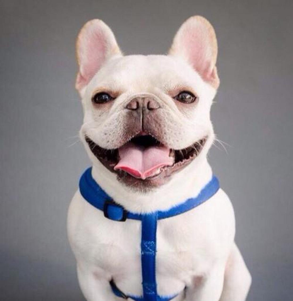 七夕晒萌宠,要撒就撒真狗粮#竖起的尖耳朵,常年撇着的嘴角,长着一副