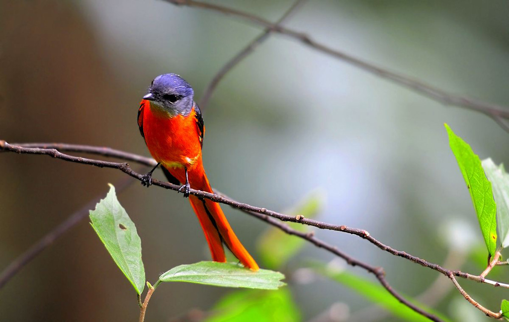 不同品种的观赏鸟,训练不同的本领,这些小知识不容错过