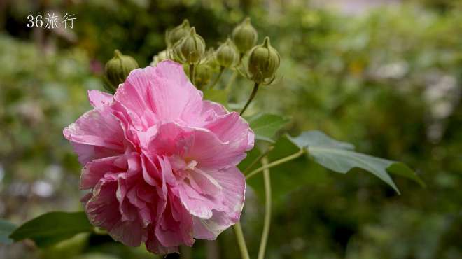 [图]三醉芙蓉，7小时记录了从浅粉、粉红至紫红变化全过程