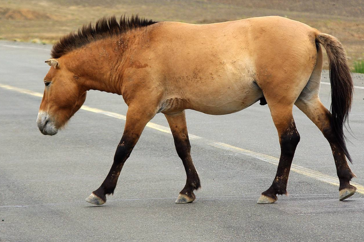 你不知道的普氏野马,珍贵而朴实的天山熊猫