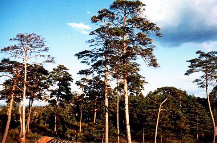 东北一种"松树",号称是"美人",当地人时刻保护着,价值珍贵