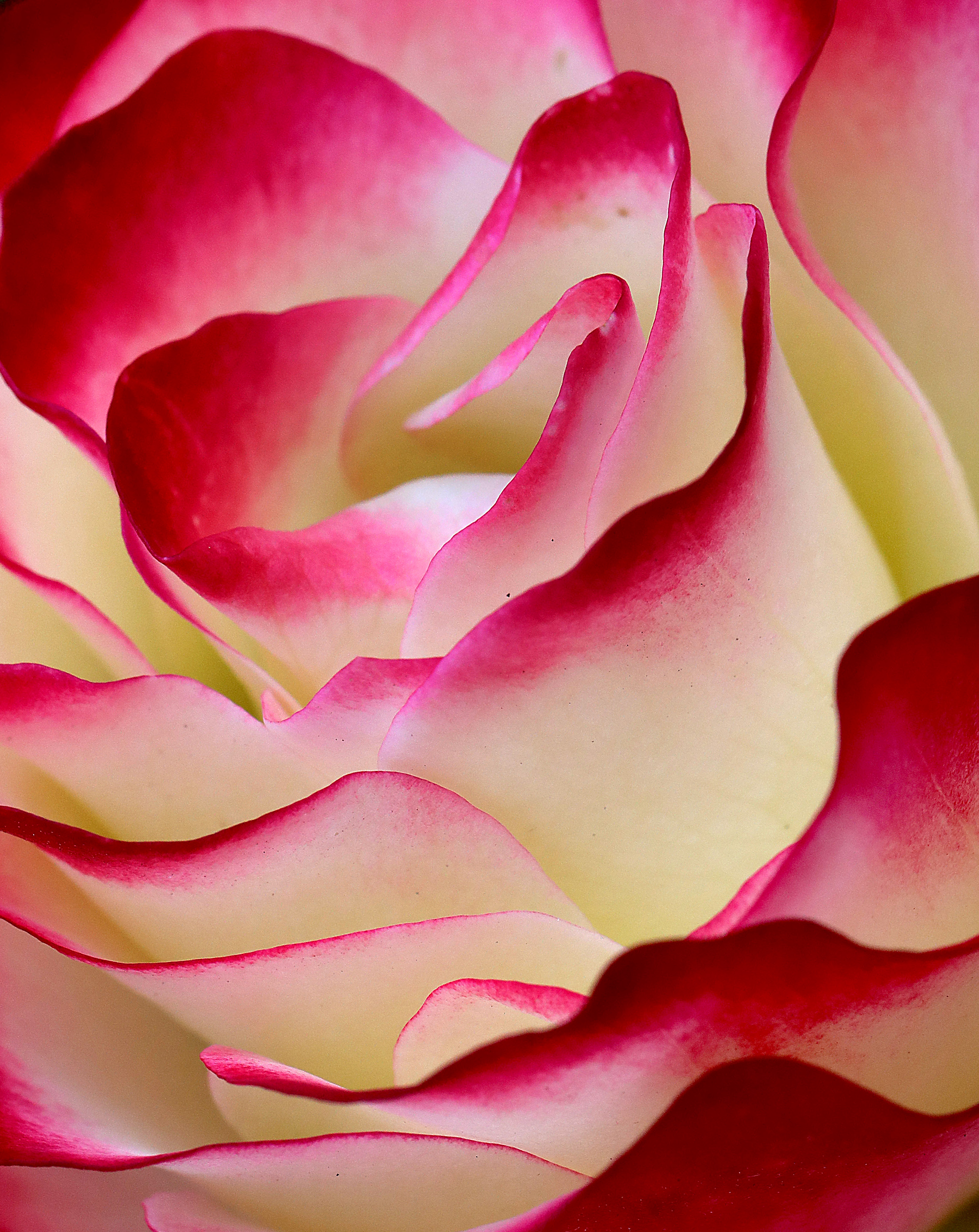 [1](外代二线)"红双喜"玫瑰