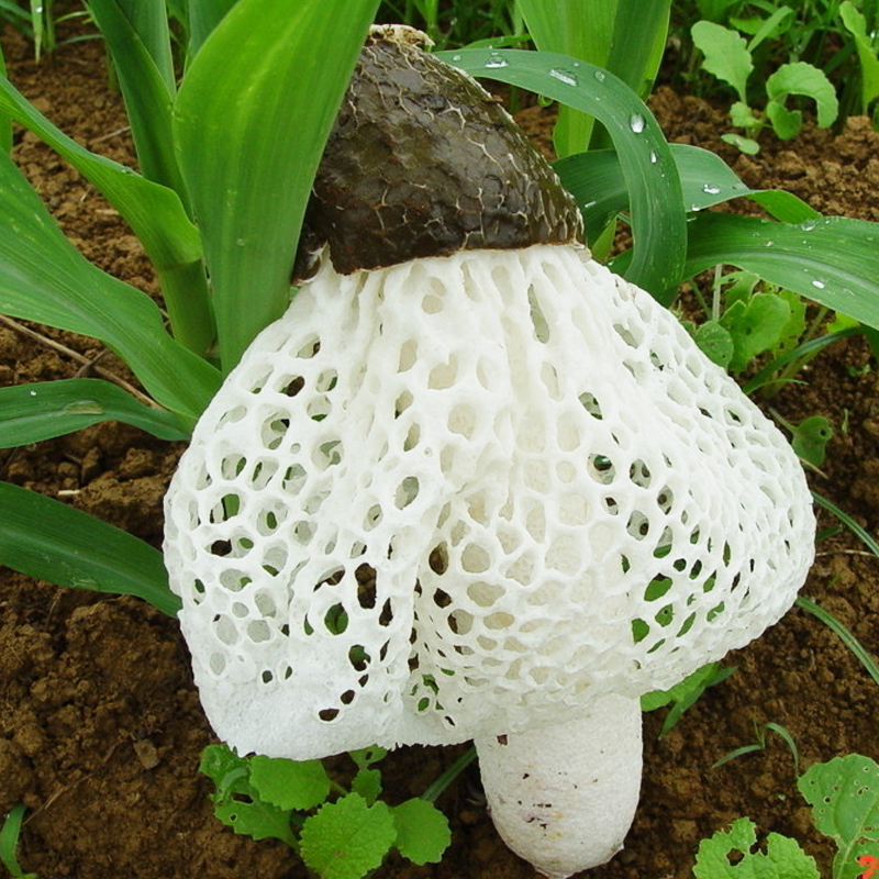 4种"高颜值"的无毒蘑菇,图3看着像个蛋,图4已经穿上"婚纱"