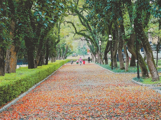 香樟树满地落叶图片图片