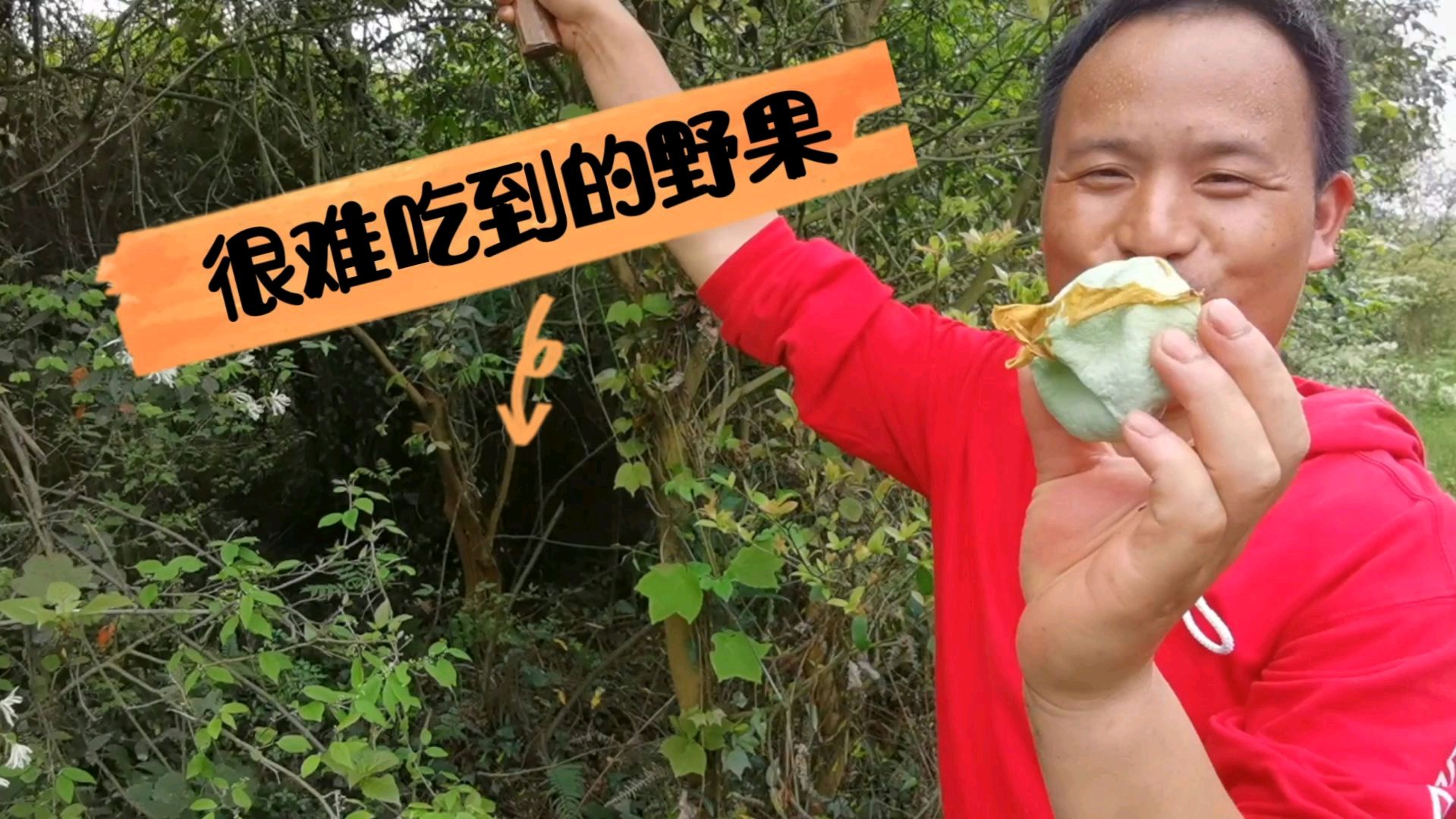 找蕨菜,意外发现几种野果子,小时候能吃到,现在已经很少了