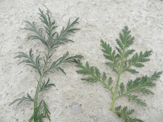 屠呦呦发现的青蒿素为何不是中药?