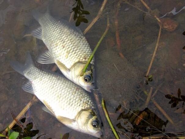 野钓鲫鱼打窝用的酒米怎么制作?超详细制作过程5分钟学会!