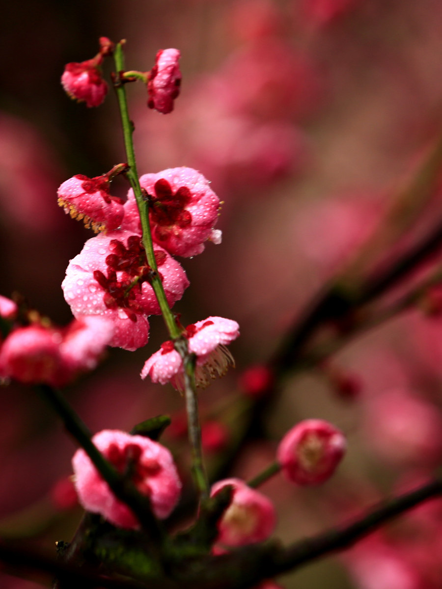 你知道每个月的月令花都是哪种花吗
