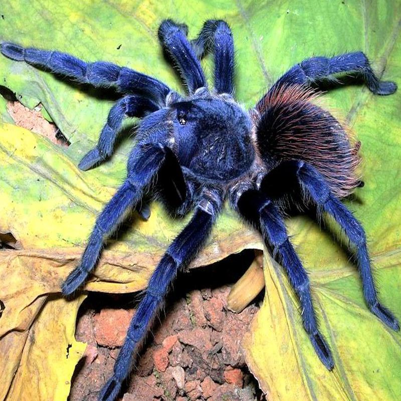 scp-548冰蜘,蛛如其名,一旦被咬伤将迎来噩梦般的痛苦