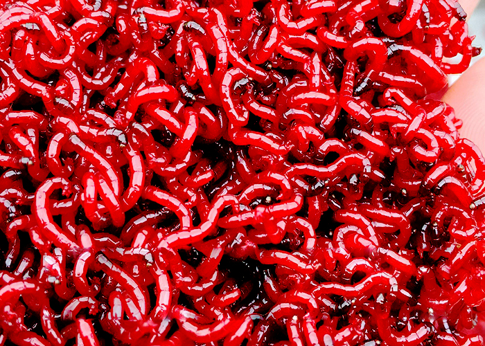 红虫鱼 - 热门商品专区