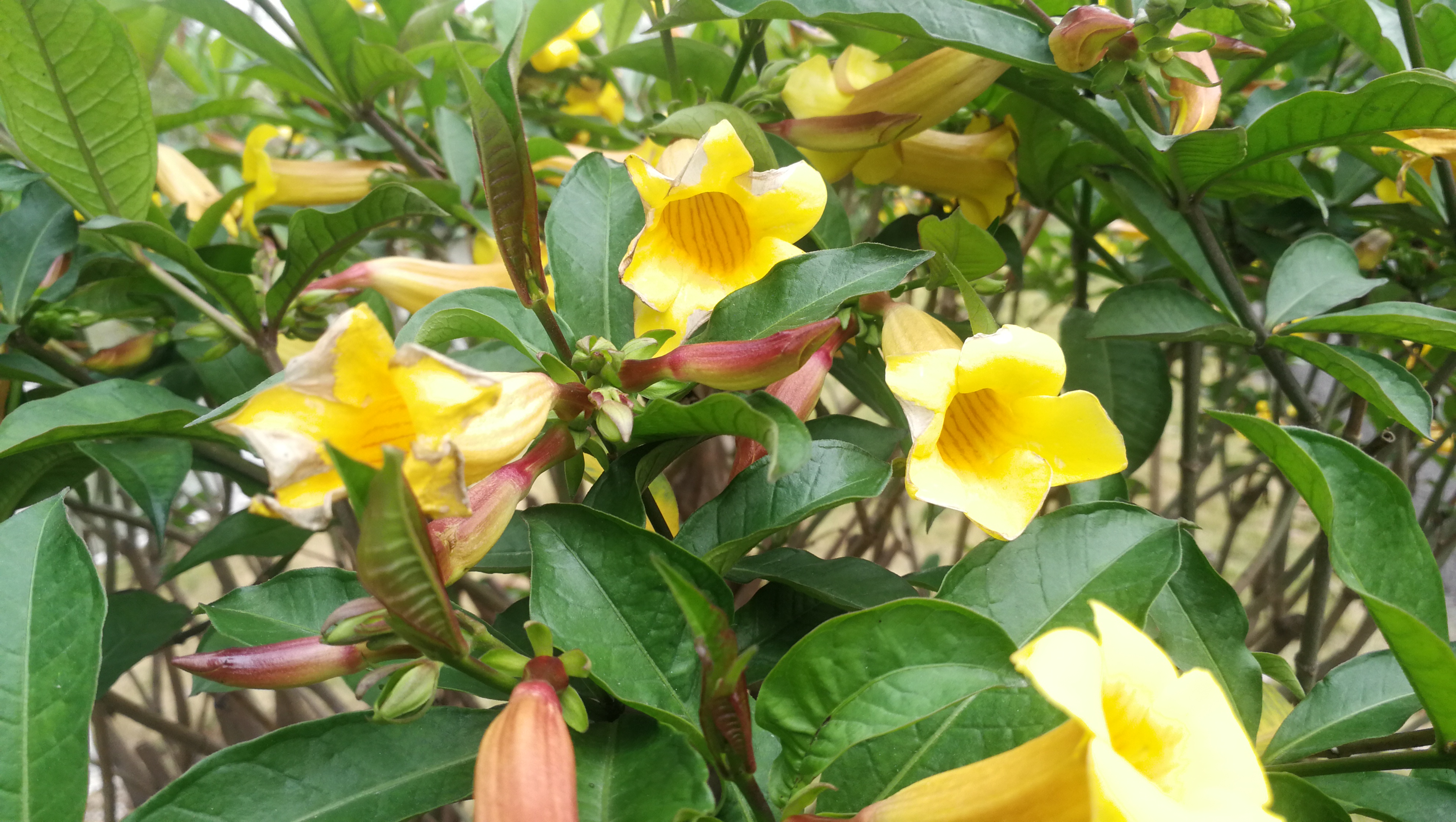 这种叫黄蝉,黄色的像喇叭,花期相当长,从二月到八月都开放.