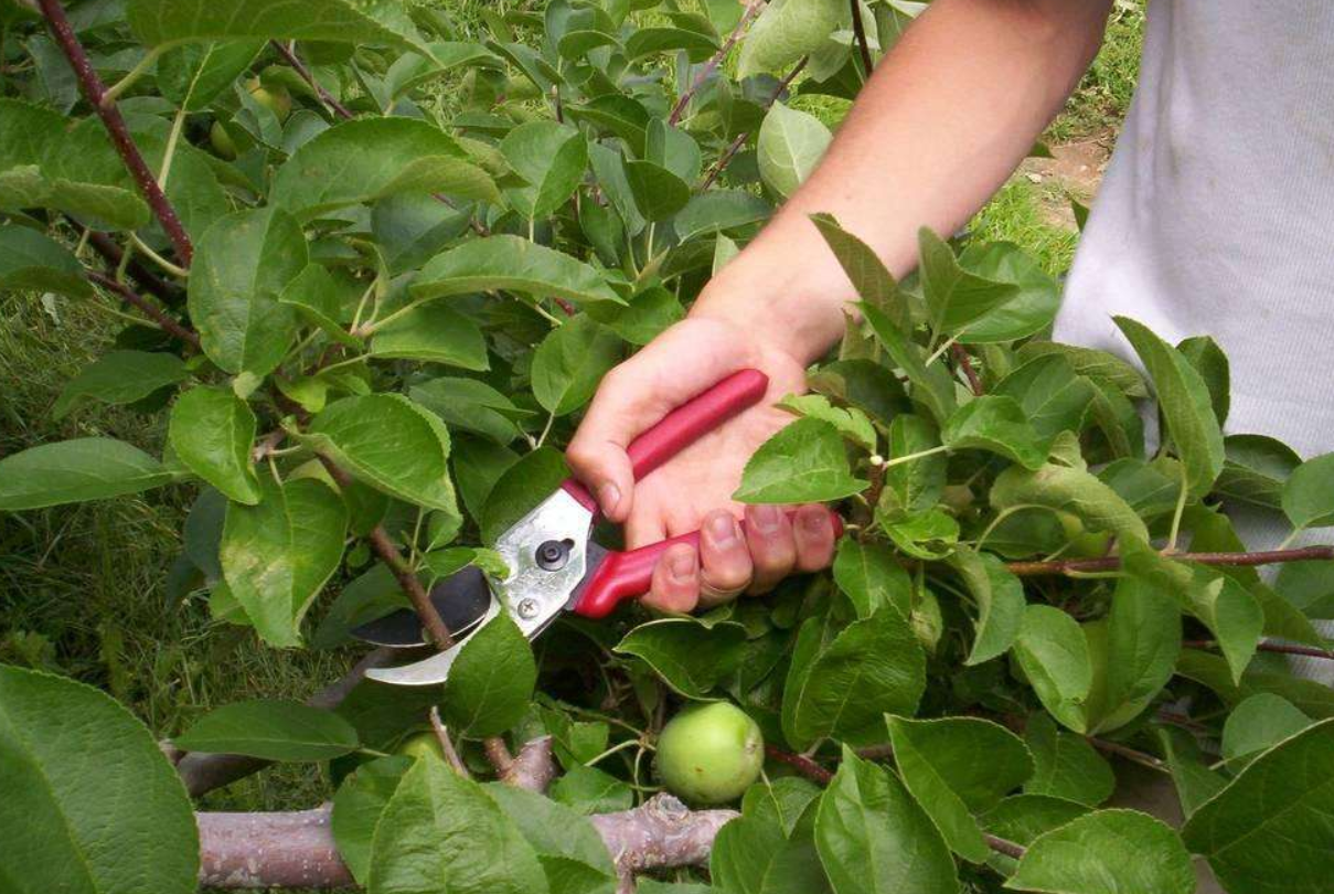 苹果树生长期修剪,是指在果树生长过程中,对其枝条,有时还对叶片,果实