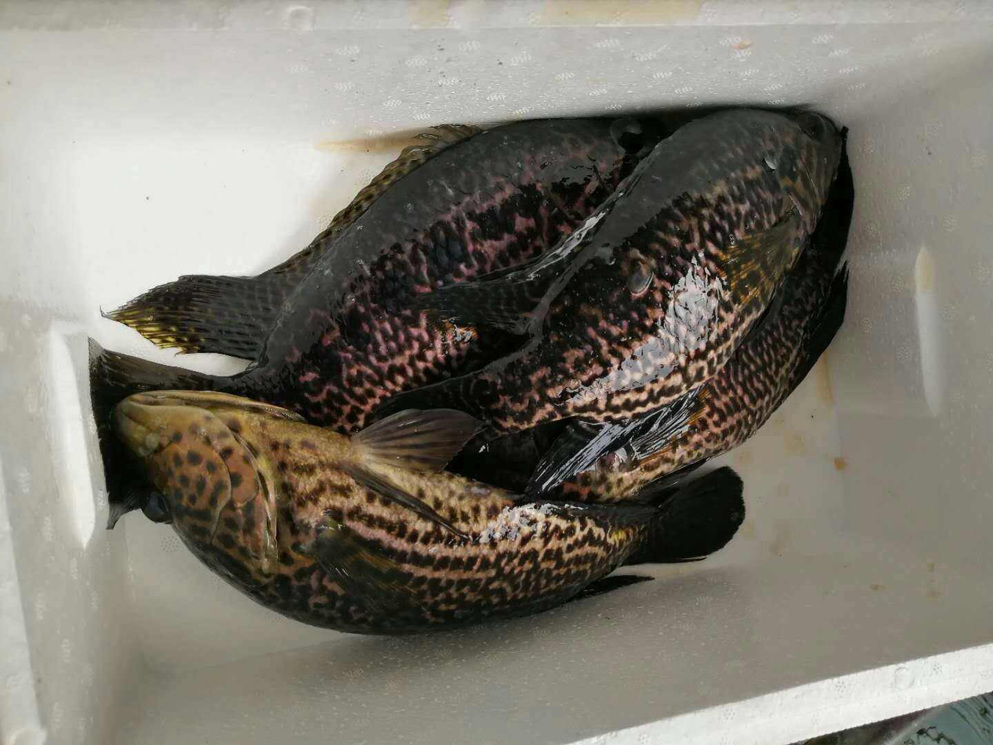淡水养殖石斑鱼,这3种疾病最常见,还会将鱼变成"旱鸭子?