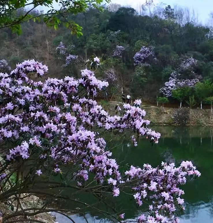 永州阳明山杜鹃图片