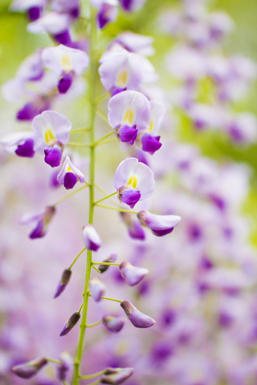 [原文:重瓣丹麦风铃花:为何总是.