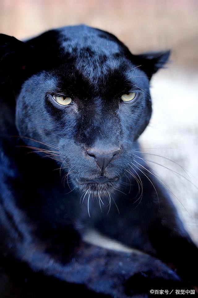 罕见非洲黑豹照片被人类捕捉,近100年来首次有报道证实