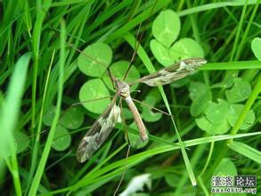 华丽巨蚊(华丽巨蚊介绍)-第1张图片-鲸幼网