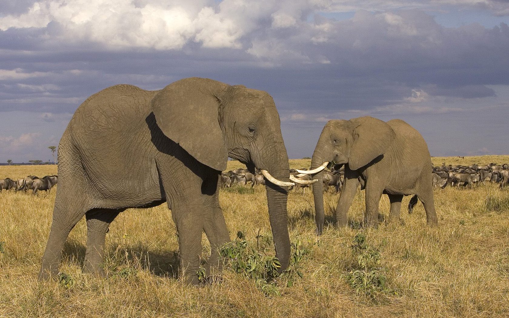 非洲象,是陆地上最大的哺乳动物,雄性和雌性呈二态性