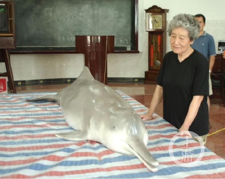 白鱀豚淇淇"归来"