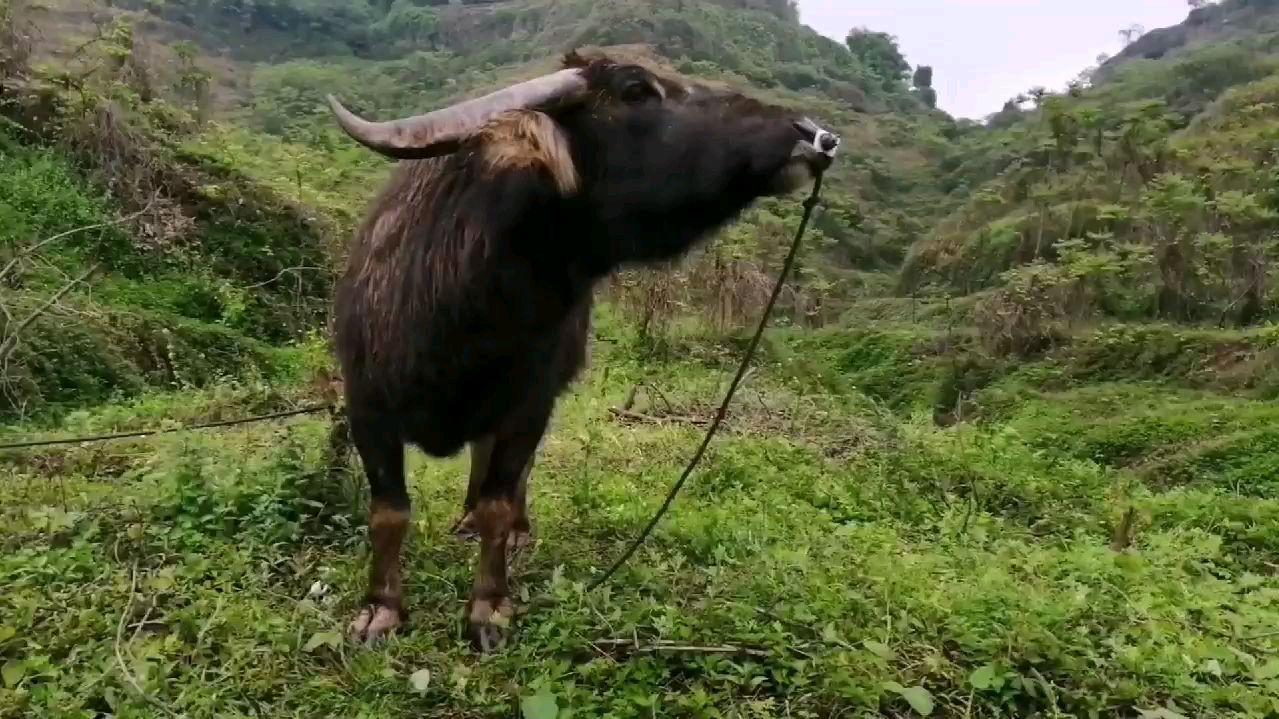 正宗香辣粉蒸肉,你做对了吗?