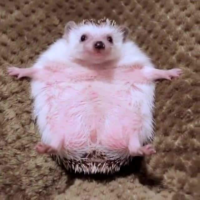 刺猬肚子肿成气球,主人不放心带它去医院,诊断结果让他又喜又愁