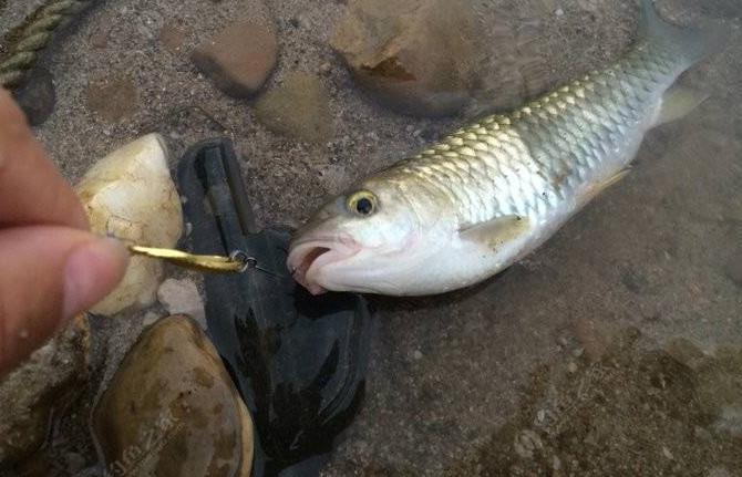 外形酷似草鱼,浑身金黄发亮,一斤卖30元极少见