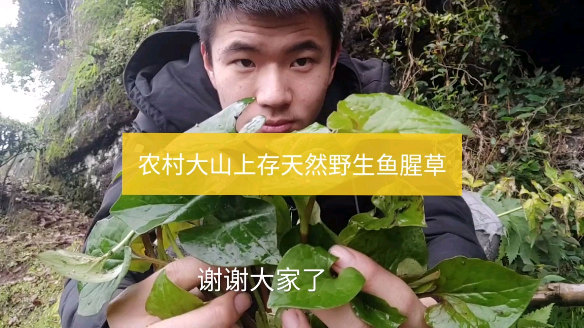 农村大山上存天然野生鱼腥草