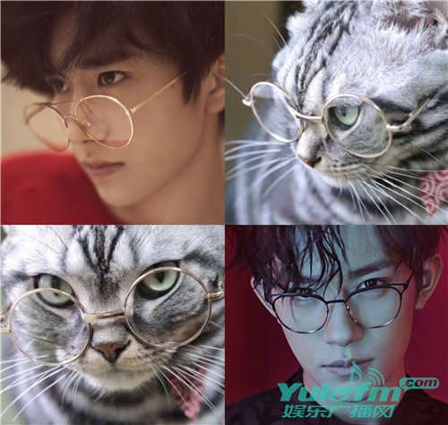 猫咪撞脸易烊千玺,猫系男孩易烊千玺被发现了