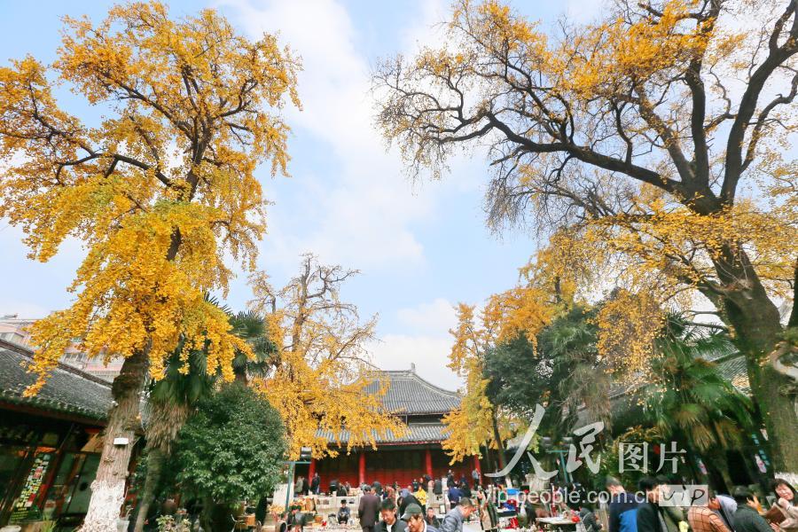 江苏南通现存古树名木551株