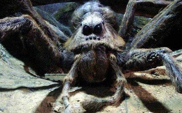 世界上最大的史前巨蜘蛛,远古巨型蜘蛛吃恐龙