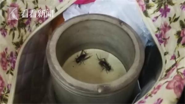 50多人扎堆赌博斗蛐蛐 缠斗正酣警察突然冲进来