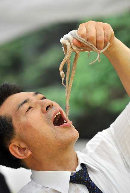 韩国重口味吃货喜欢生吃活章鱼,活生生的章鱼还在嘴里动