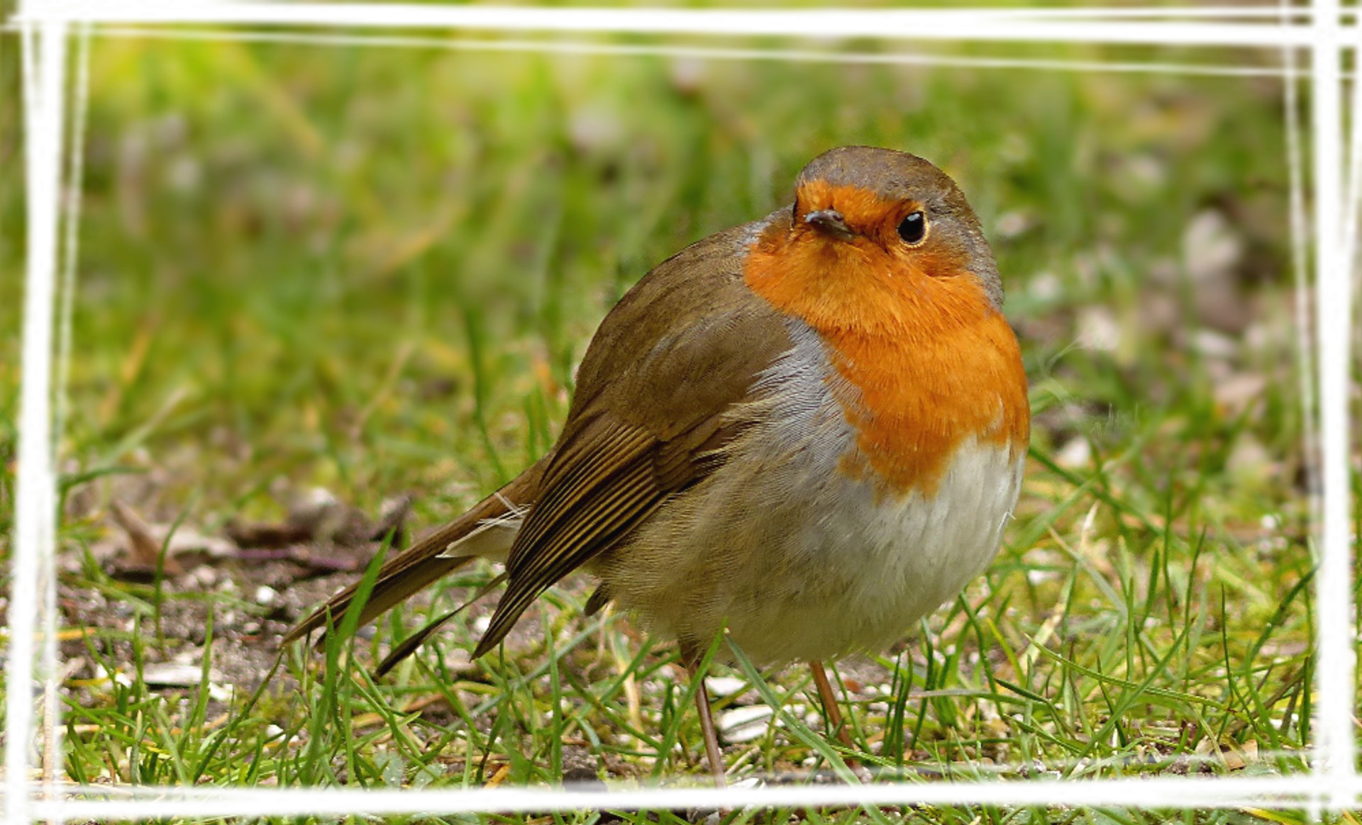 可爱知更鸟电脑壁纸图片安利