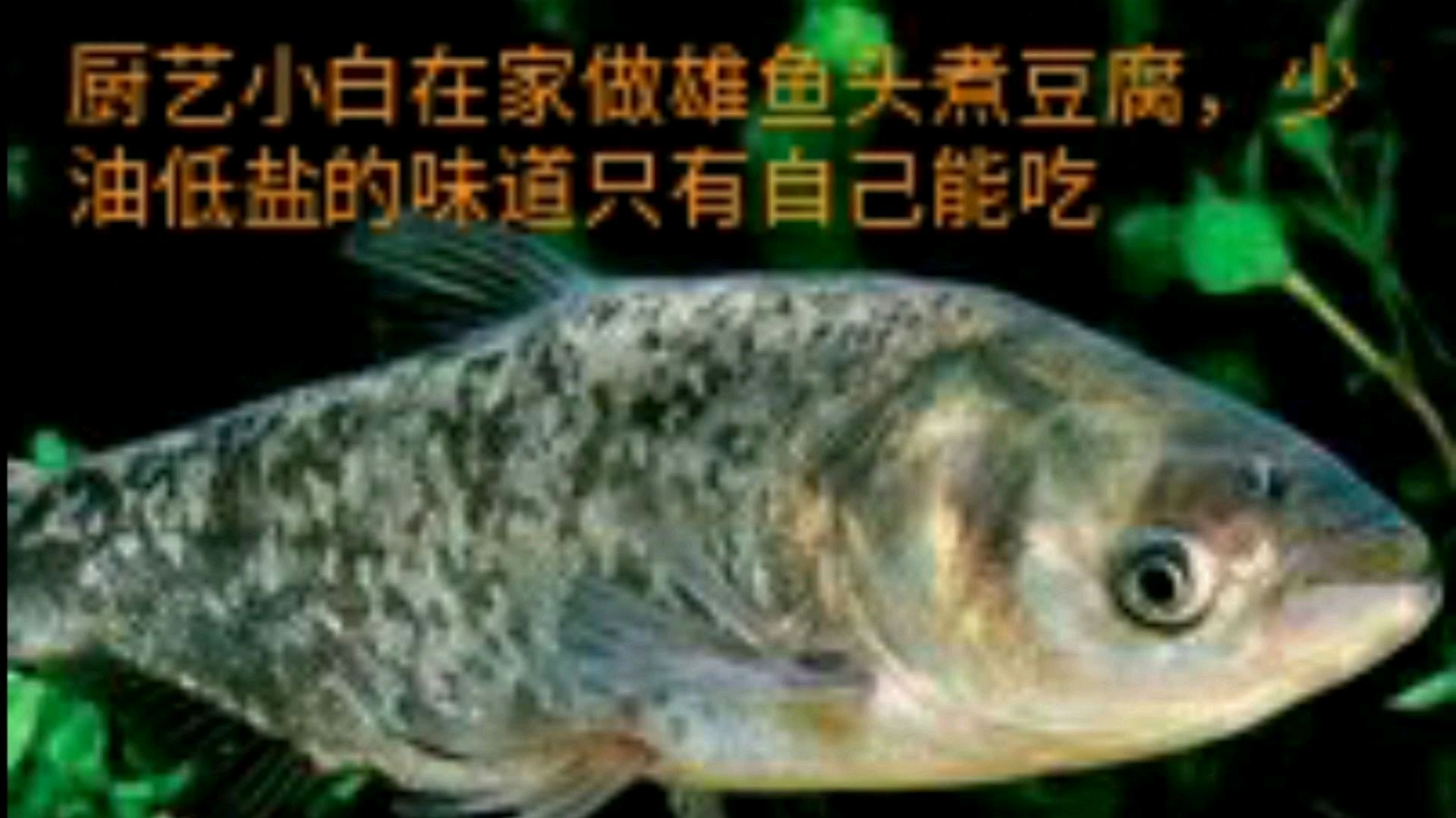 厨艺小白在家做雄鱼头煮豆腐,少油低盐的味道只有自己能吃