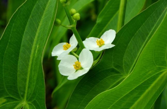 农村有一种野草被称为"剪刀草",有利害用途,大家有见过吗?