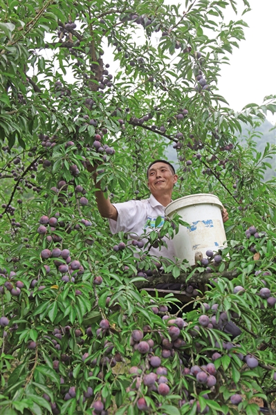 如何提高单亩地脆红李的产量?早明白这4点,让你种植起来不费劲