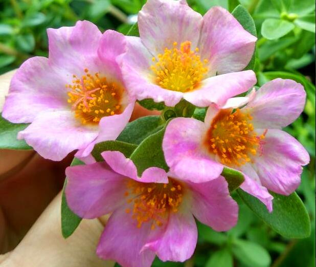 你是花我是那种子 - 2020年最新商品信息聚合专区 - 百度爱采购