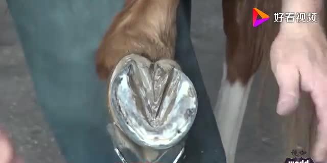 为何要给马的脚掌钉钉子,马不会疼吗?今天总算知道了!