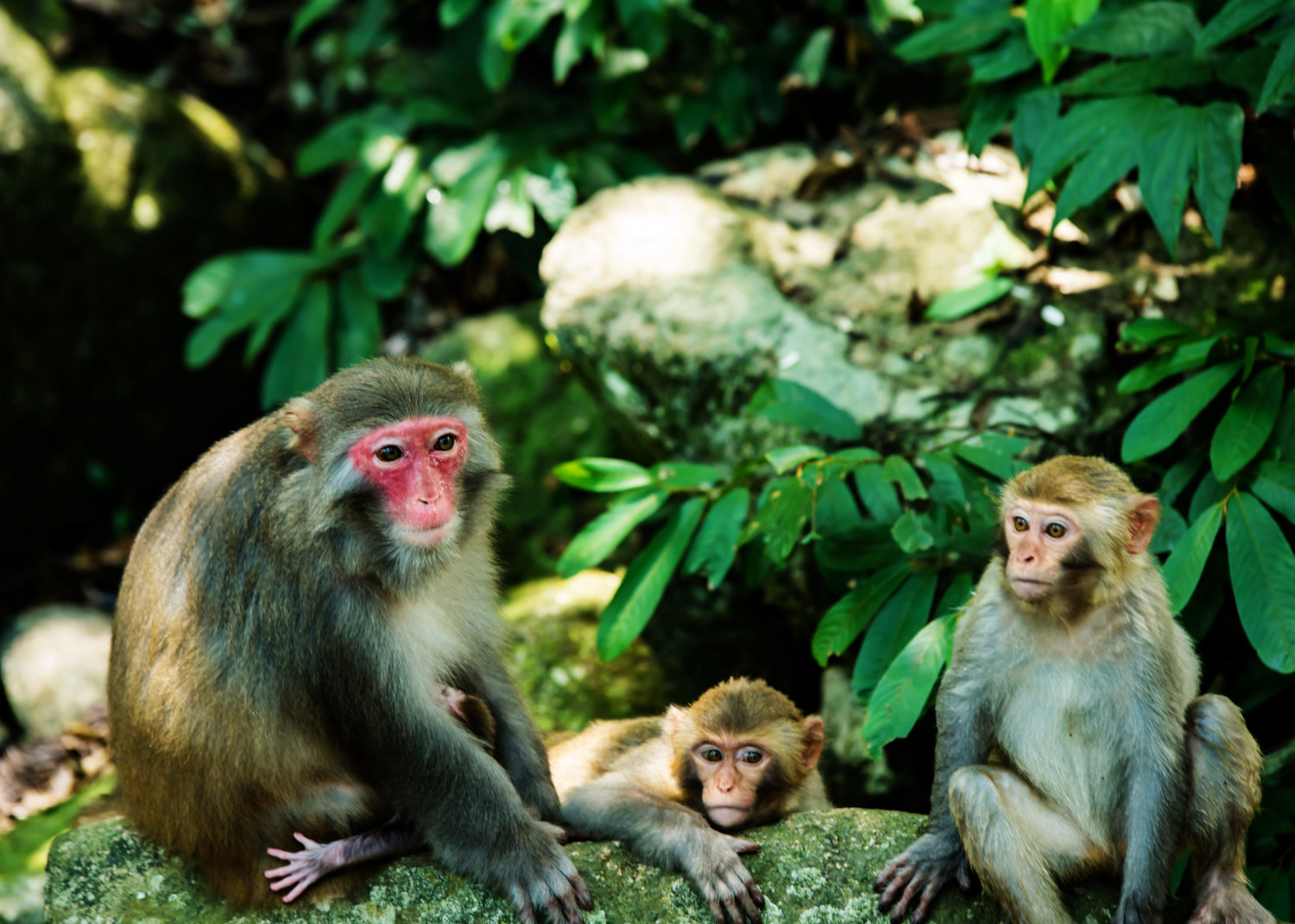 姑婆山猴园,不追逐打闹只思考"猴生"