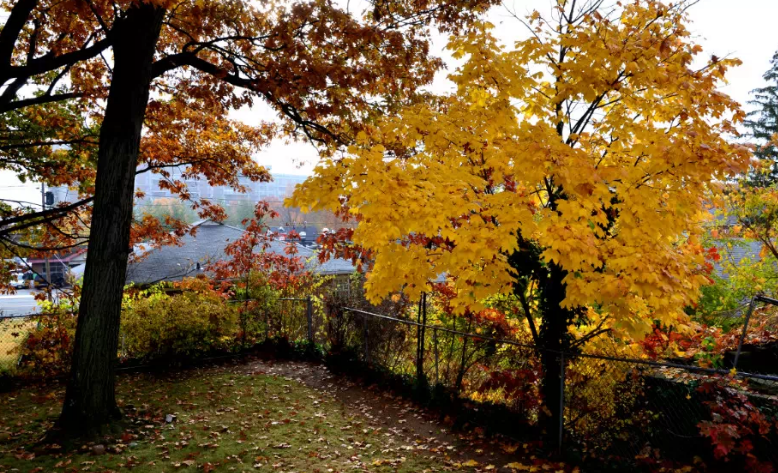 美图:新泽西秋韵的醉人景色