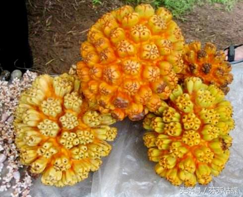 它不是菠萝,而是一种"假菠萝",它的果核价值很高!