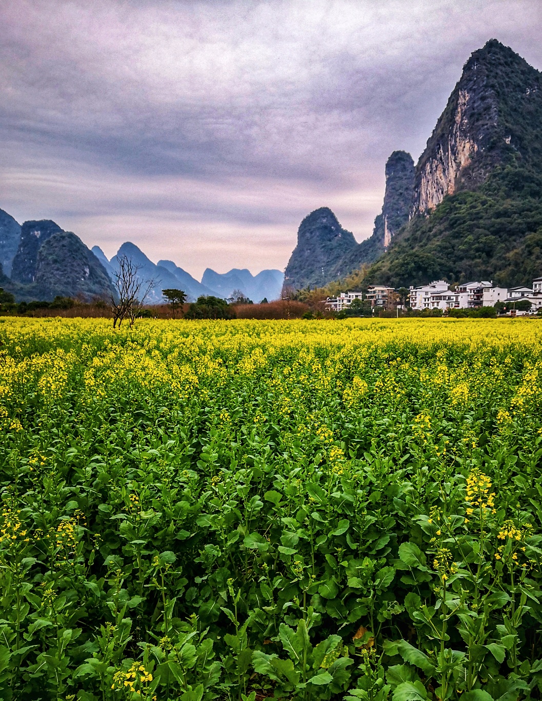 广西油菜花最美地方图片