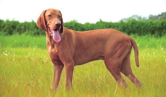 此狗野外驱动力强大,却是容易调教,值得赞赏