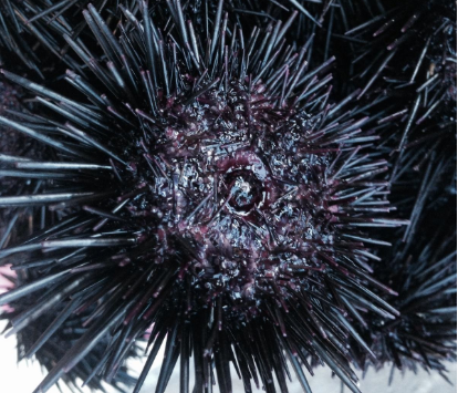 世界上"最长寿"的生物,黑乎乎一个刺球,却是超级美味价格昂贵