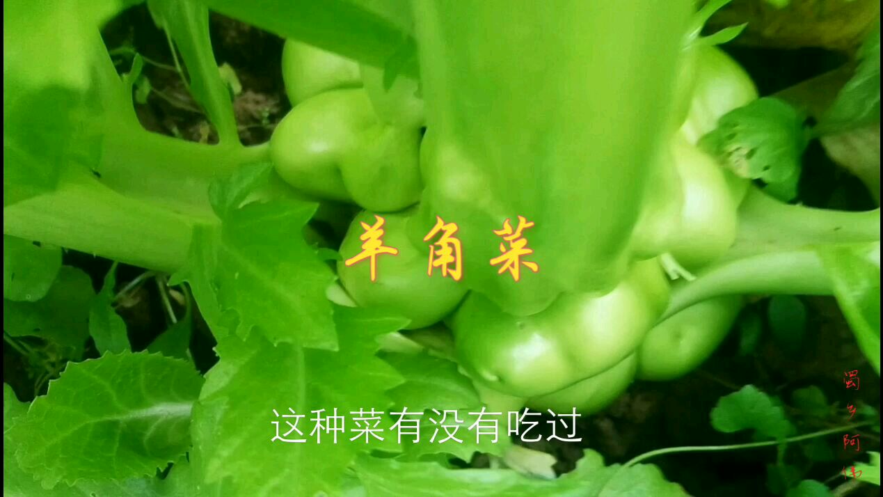 农村小哥种的羊角菜,一个1斤重,有人见过这么大的吗