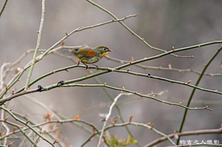 红嘴相思鸟,只把春来报