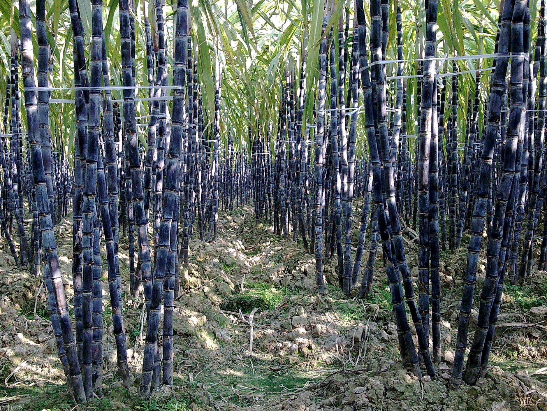 种甘蔗甘蔗的种子是什么