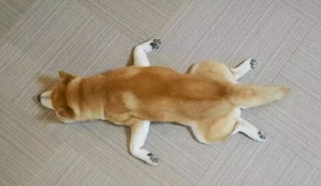 柴犬太热竟像乌龟一样趴着散热,铲屎的赶紧开空调!