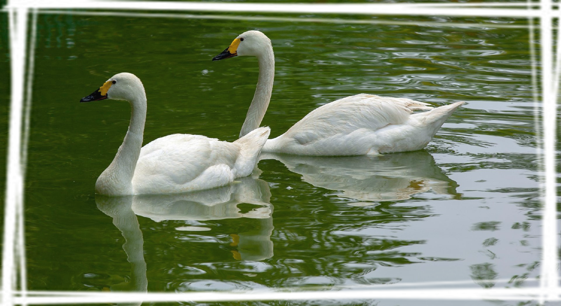 湖面上的白天鹅图片桌面壁纸大全